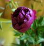 Souvenir de l'Exposition du Mans peony photo