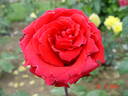 Red Berlin rose photo
