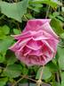 Rosabelle rose photo