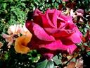 Cave de Tain rose photo