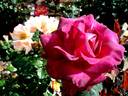 Cave de Tain rose photo