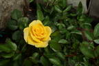 Sun Sprinkles ™ rose photo