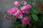 Vineyard Song rose photo