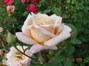 Champagne rose photo