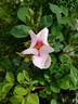 September Stars rose photo