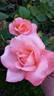 Peach Beauty rose photo