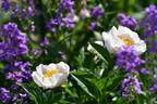 Requiem peony photo