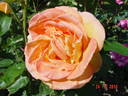 Arlequin rose photo