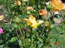 Arlequin rose photo