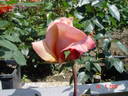 Lolita ® rose photo