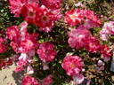 Priscilla Burton ® rose photo