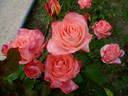Sea Pearl rose photo