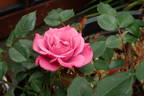 Sachet ™ rose photo