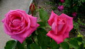 Wendy Cussons rose photo