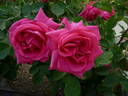 Wendy Cussons rose photo