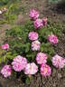 Madame d'Hébray rose photo