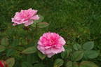 Gentle Maid rose photo