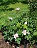 September Stars rose photo