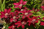 Rebecca clematis photo