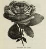 Mademoiselle Christine de Nouë rose photo