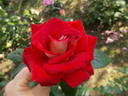 Bicolette rose photo