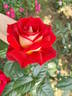 Bicolette rose photo