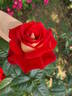 Bicolette rose photo