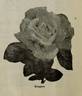 Bougère rose photo