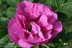 Charles Albanel rose photo