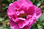 Charles Albanel rose photo