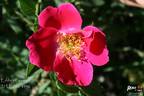 Eddie's Crimson rose photo