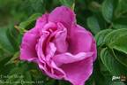 Frédéric Wörth rose photo