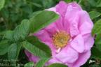 Frédéric Wörth rose photo