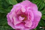 Frédéric Wörth rose photo