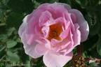 Haidee rose photo