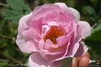 Haidee rose photo