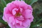 Ilo rose photo
