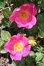 Kiese rose photo
