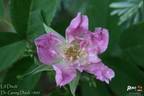 Lili Dieck rose photo