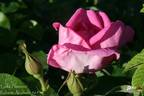Lydia Freimane rose photo