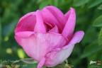 Lydia Freimane rose photo