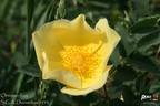 Ormiston Roy rose photo