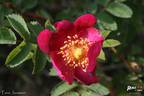 Tove Jansson rose photo