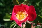 Parkfeuer rose photo