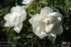 Paula Vapelle rose photo
