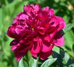 Red Magic peony photo
