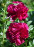 Red Magic peony photo