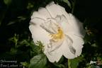 Schneezwerg rose photo