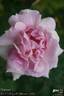 Suzanne rose photo