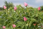 Wasagaming rose photo
